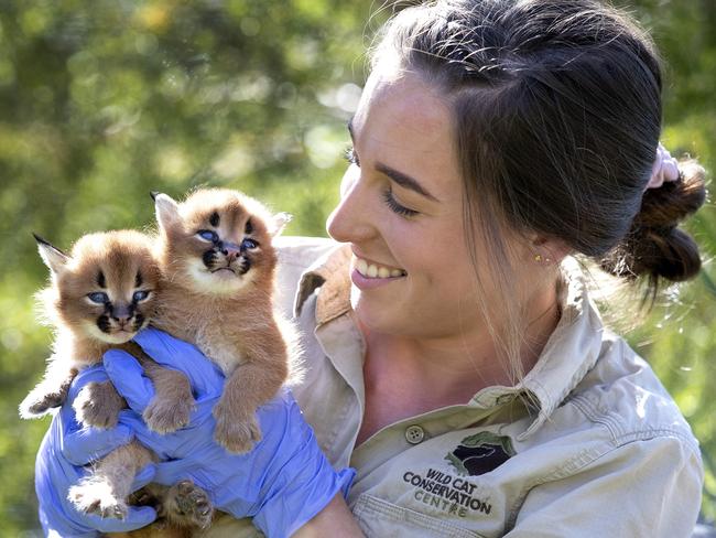 Wild Cat Conservation Centre's Kahlia Britton with the three-week-old Caracal kittens. Picture: Gregg Porteous