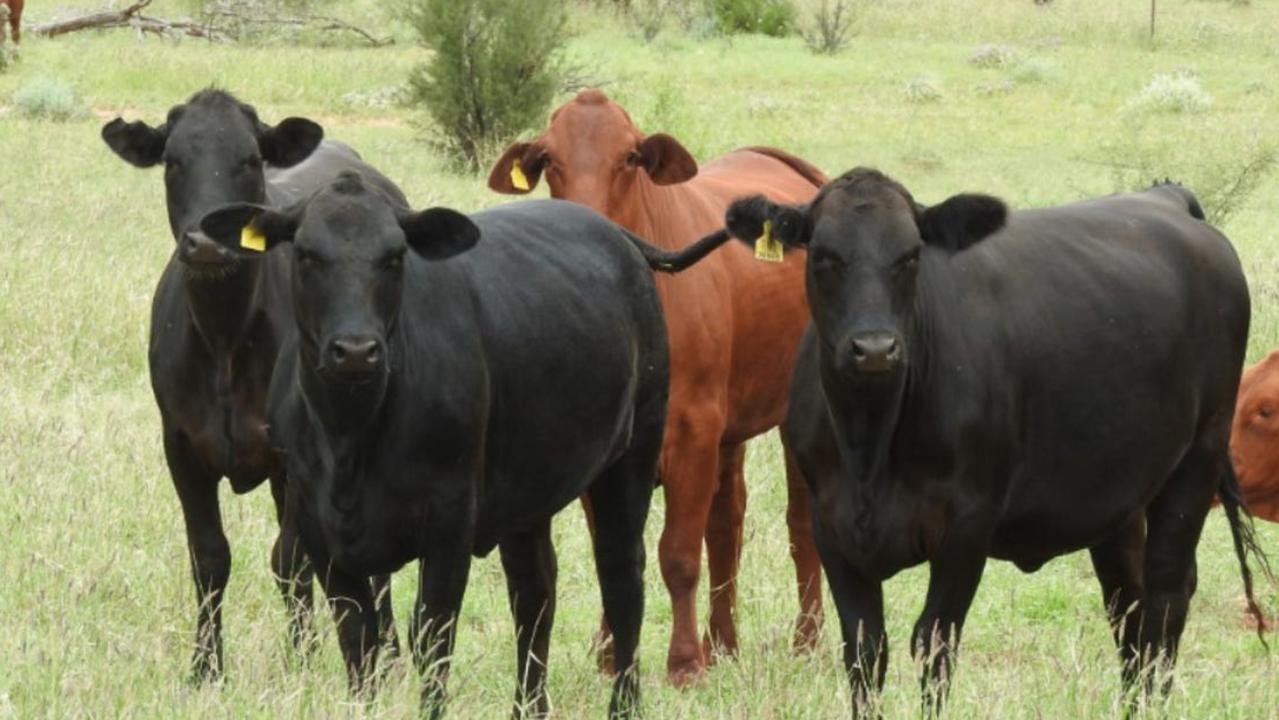 Multimillion-dollar price tag for two NT cattle stations | Daily Telegraph