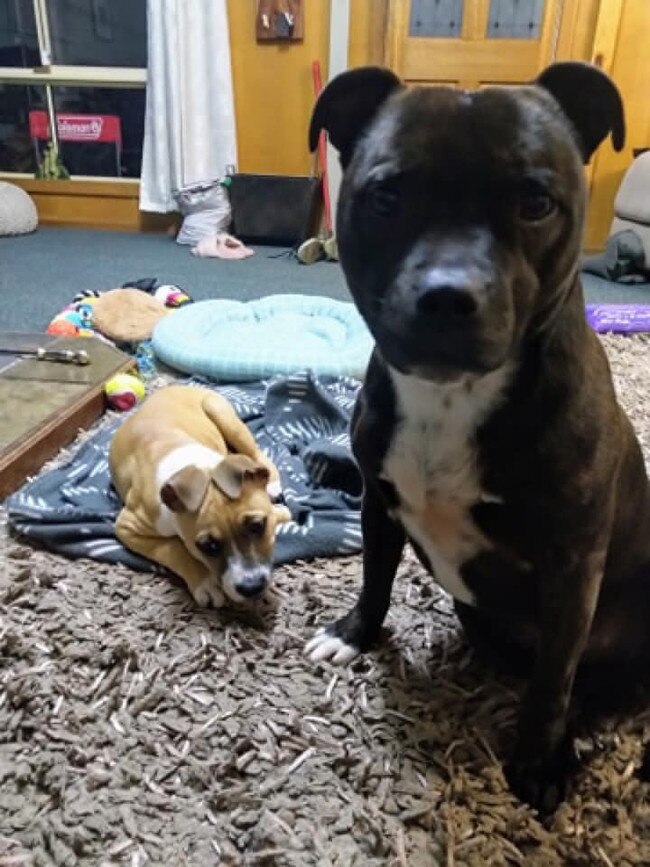 Tassie's Pawfect Pairs | Ruth Bain: Besties Loki on the right & Al on the left both rescues