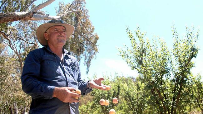 DECIMATED: Severnlea grower Tony Romeo at his property where the  influx of flying foxes is destroying his fruit. Picture: Matthew Purcell