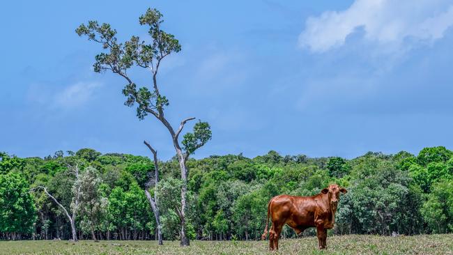 Mount Louis Station offers tourism options alongside the successful cattle breeding station at the base of Mount Louis and Mount Annie. Picture: Tony Gorrell/Imagination Photography