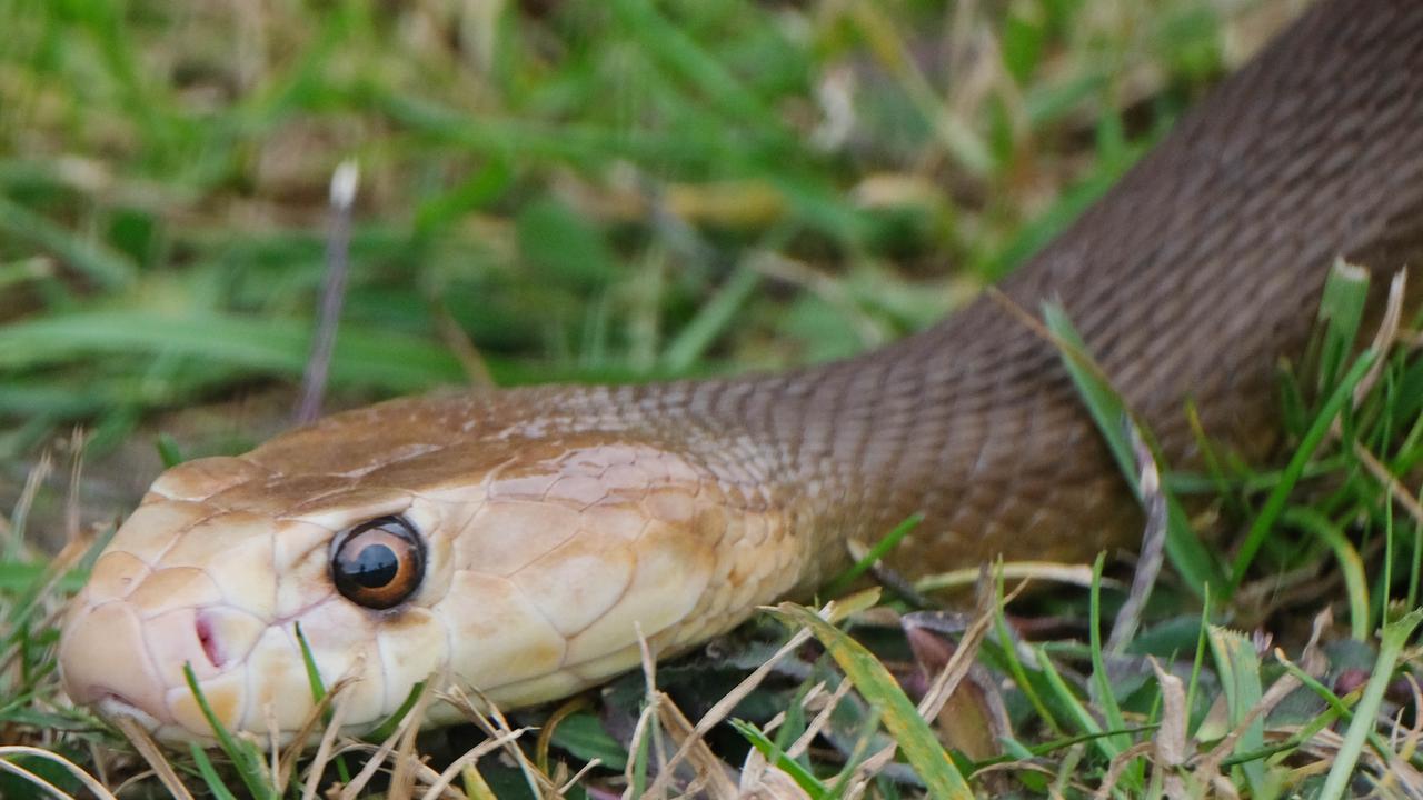 Patients airlifted to-and-from Cooktown hospital are often treated for snake bites, or following crocodile attacks. Picture: Mark Wilson