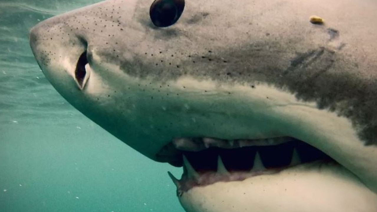 $13m great white shark company collapses