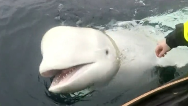 The whale had a hardness and camera mounts when first found in 2019. Picture: Twitter/Ten news