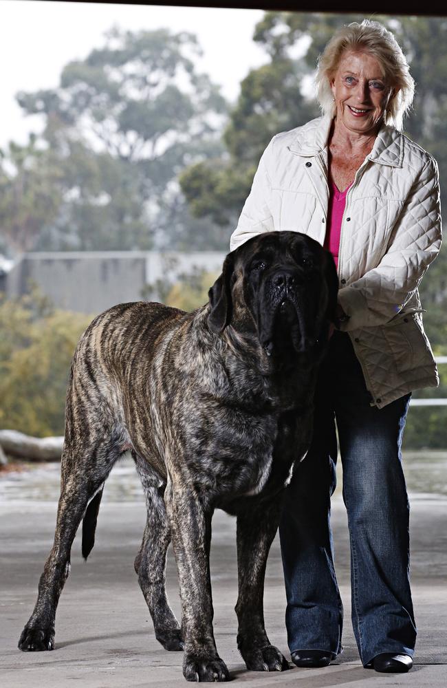 Baron is in training to become a therapy dog, in schools and hospitals. Picture: Adam Yip