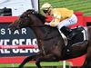 Gai’s $2.7m import shows he is Melbourne Cup quality
