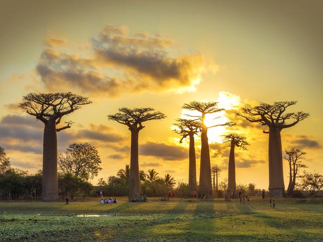 Baobab trees at sunset at the avenue of the baobabs in Madagascar.