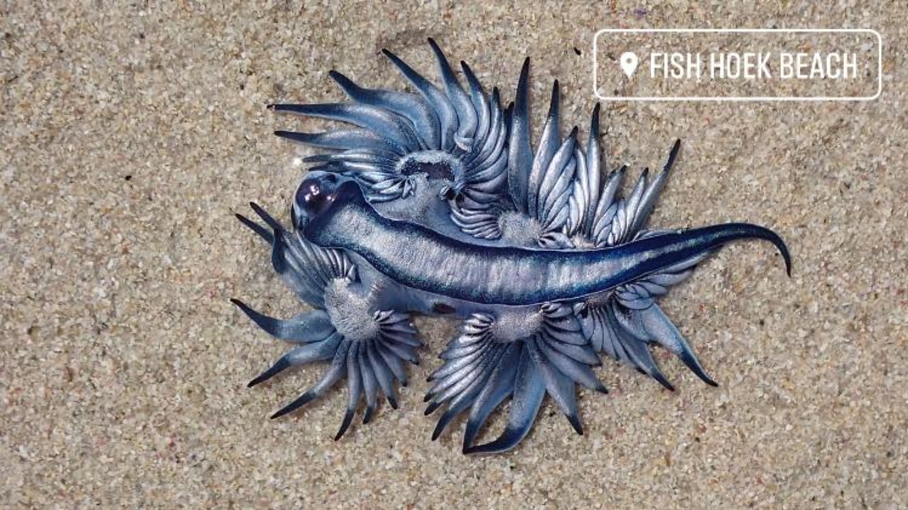 Bizarre dragonlike sea creature washes up on South African beach