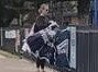 Woman spotted taking down No campaign signage at Grange Primary School this morning Picture: Supplied