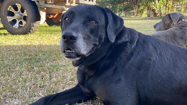 Indie, Alia and Mike Baxter's black labrador, was taken by a crocodile at the Lower Kamerunga Footbridge on Wednesday. Picture: Alia Baxter