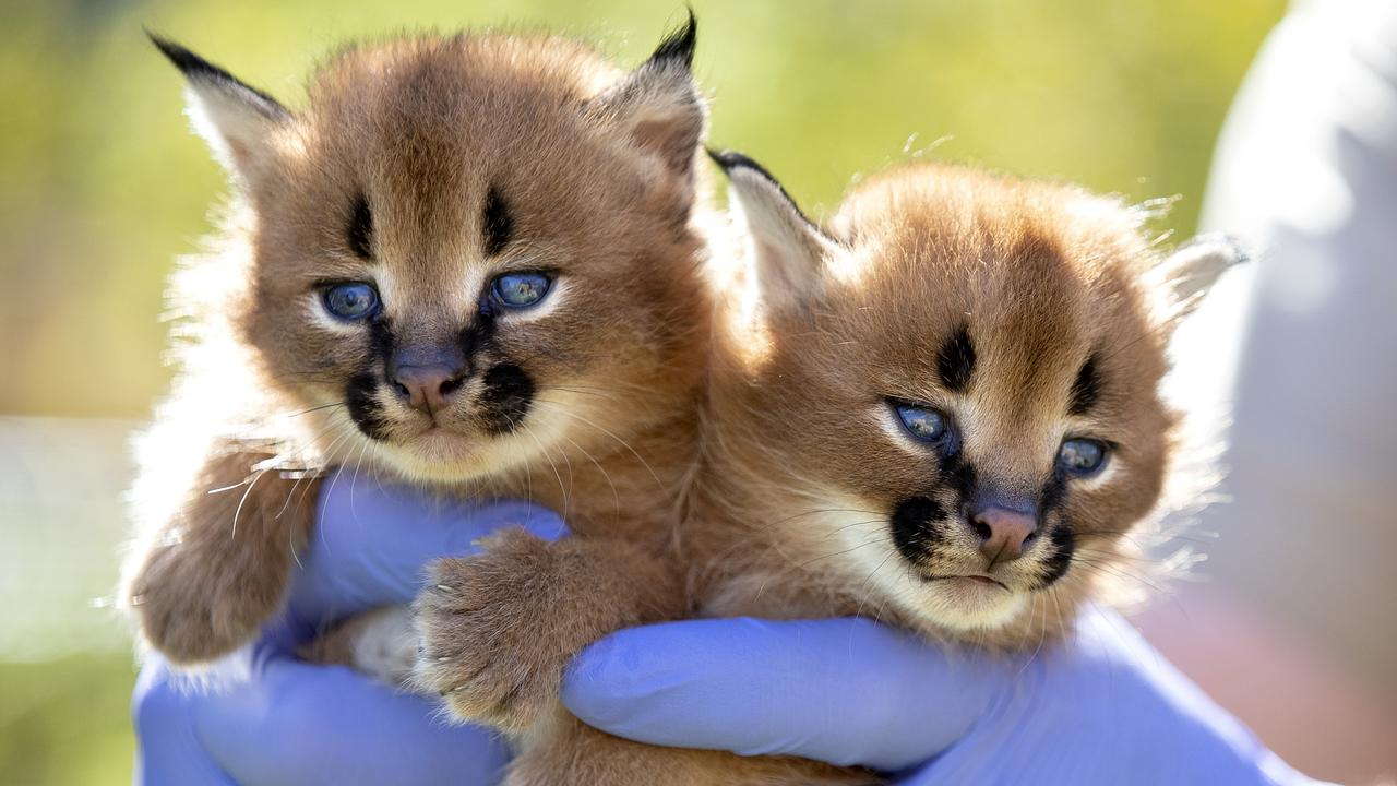 Wildcats Rare Caracal Kittens Born At The Wild Cat Conservation Centre