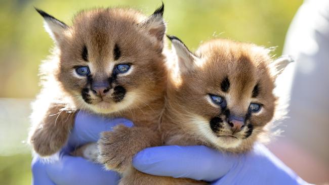 The now three-week-old Caracal kittens born at the Wild Cat Conservation Centre in Wilberforce. Picture: Gregg Porteous