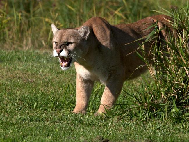 Canadian man punches cougar in the head to save dog | news.com.au ...