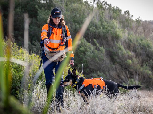 The dogs are switched on and focused when they’re working. Picture: Jake Nowakowski