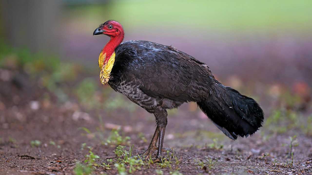 Tutor uhyre renhed Dealing with brush turkeys: The bird with the bad reputation | Daily  Telegraph