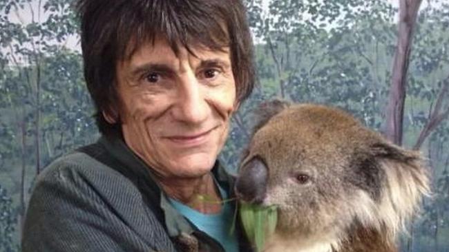 Legendary Rolling Stones guitarist Ronnie Wood also got the koala cuddle experience.