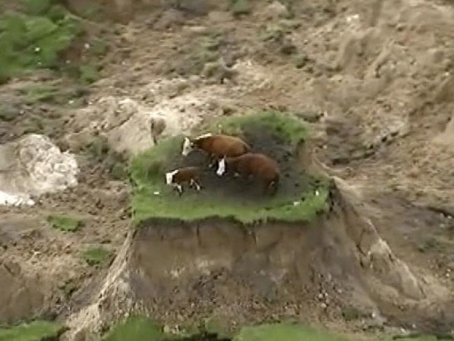 These cows were stranded after their paddock was destroyed around them. Picture: Newshub/AP