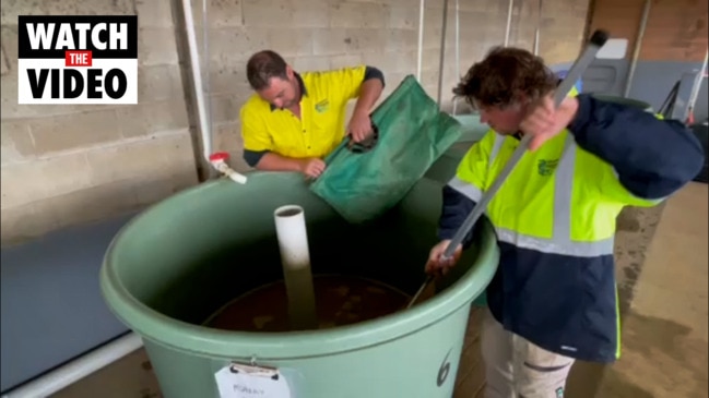 Murray cod catchers