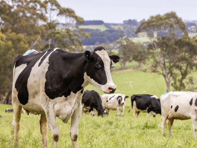 DAIRY: Dairy farmer Meg O'Loughlin Dairy farmer Meg O'Loughlin on farm at Wooreen with her Border Collie named Snap and her Kelpie named BusterPICTURED: Generic farm. Dairy cows. Dairy. Holstien. Stock Photo.Picture: Zoe Phillips