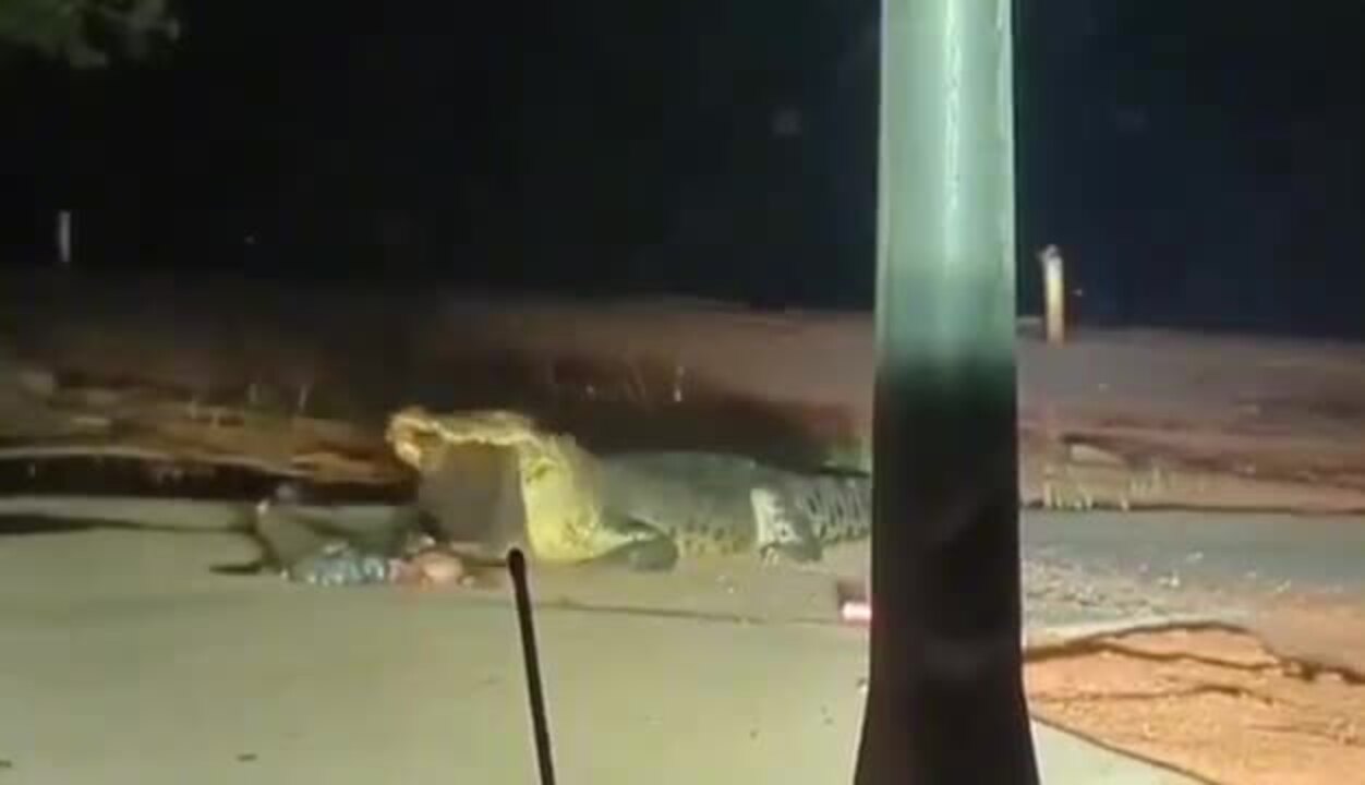 Aurukun croc munches scraps at the boat ramp