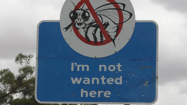 Fruit fly quarantine warning sign approaching the fruit fly inspection point near Blanchetown. Picture: Russell Millard