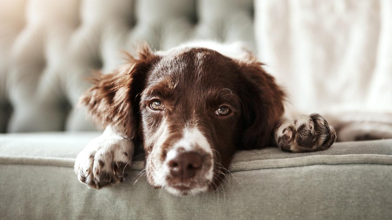 The first symptom is a pervasive cough. Picture: iStock