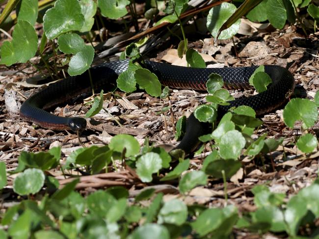 A red belly black snake seen on the edge of the Coast Golf and recreation club in Little Bay where a Thor film set is being built. 28th February 2021. The closest street to where the snake was seen was Meyler Close in Little Bay.Picture by Damian Shaw