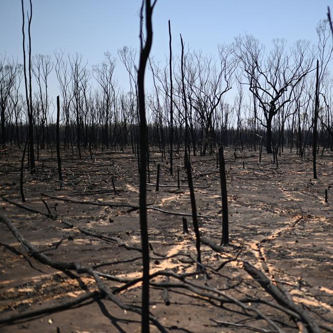 A bushfire affected area near Tara, Queensland, about 300 kilometres west of Brisbane. Fire fighters have been battling multiple bushfire in Queensland and NSW. Picture: NCA NewsWire / Dan Peled