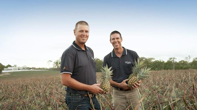 Gavin (left) and Stephen Scurr from Pinata Farms in their pineapple crop at Wamuran.