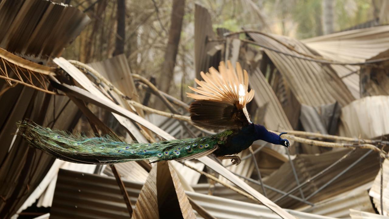 A peacock flies over the burnt-out wreckage of a house lost to a bushfire on NSW’s mid-north coast. Picture: AAP