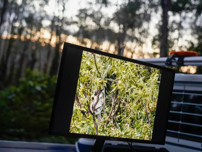 Zeroing in on a North Stradbroke Island koala using an aerial drone