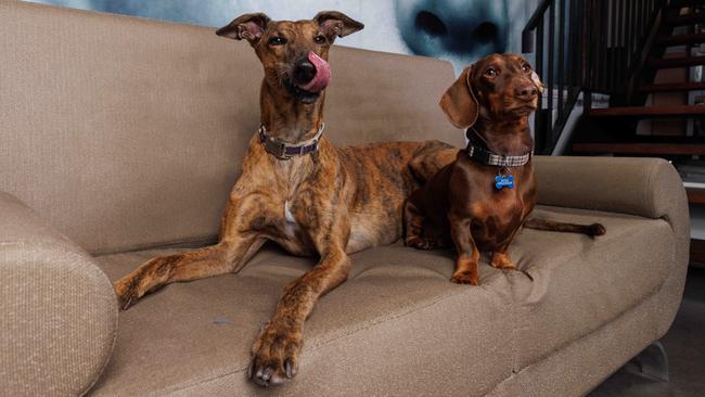 WEEKEND TELEGRAPHS SPECIAL.  April 19, 2023David Thomas rescued a greyhound called Smudge and a Daschund called Benji. The dogs are best of friends and go to work with David each day. Picture: David Swift