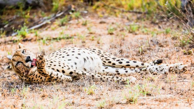 Cleaning up ... This cheetah had just finished devouring a young impala. Picture: Robert Irwin