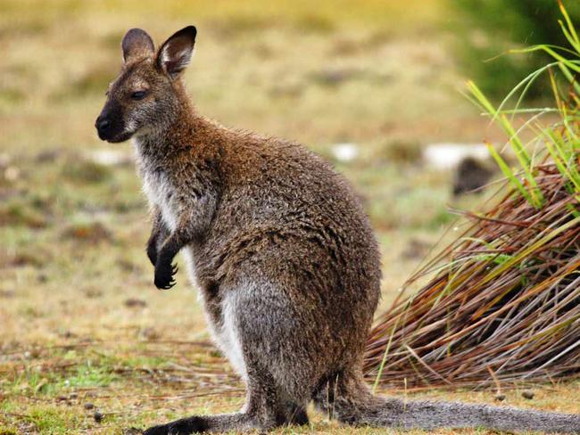 Nearly 2 million wallabies and possums were culled under crop protection permits in the past 4½ years.