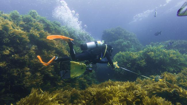 Scientists conducting underwater surveys of Flinders Island and Pearson Isles. Picture: Eliza Muirhead / Sea Shepherd.