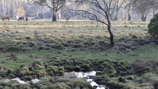 Stream bank and grazing damage by feral horses.