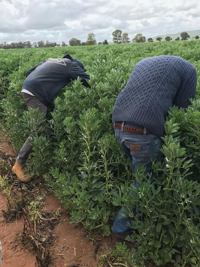 What the Richie crop, above and below, is supposed to look like at this time of year. This is a bean crop near Georgetown in October 2022.