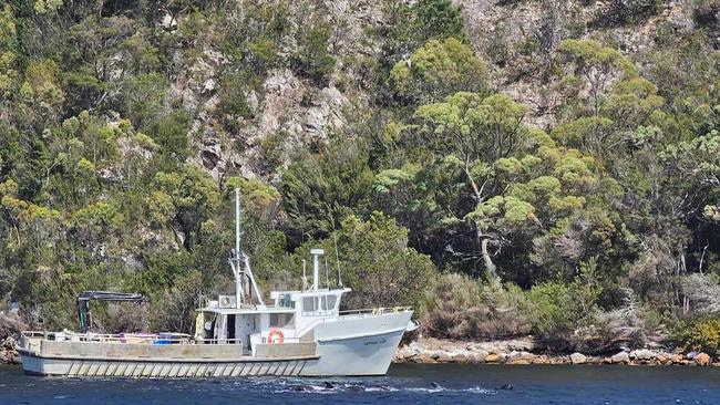 Boat helps shepherd group of pilot whales lost in Macquarie Harbour. Picture supplied: Petuna