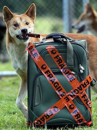 Simba the dingo is all packed for his move from Alma Park Zoo to the Big Pineapple. Picture: Glenn Barnes