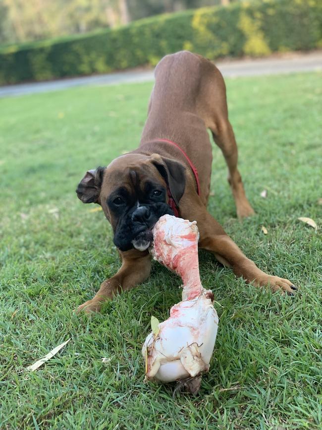 Ziggy with a bone. Picture: Cheryl Moyle