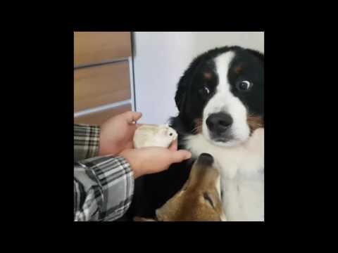 Dog is not Impressed With Hamster. Credit - bmd.san via Storyful