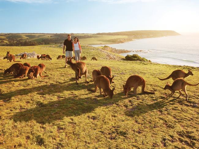 Kangaroo Island SA is featured in Tourism Australia’s Come and Say G'Day, Don't Go Small … Go Australia! campaign. Picture: Tourism Australia