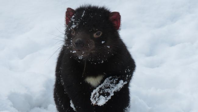 Tasmania is the best performing economy according to CBA. Picture: Devils At Cradle