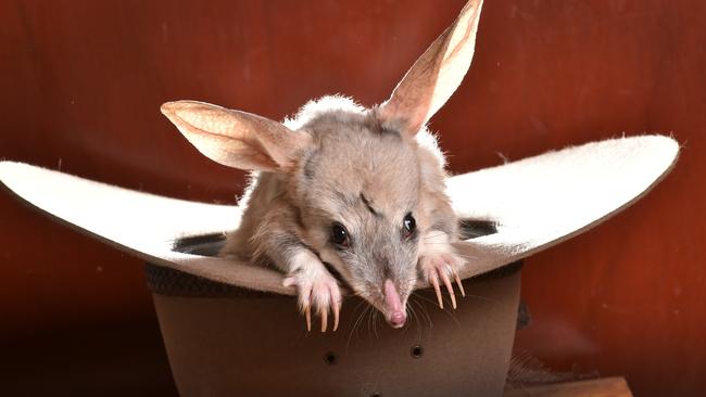 Get ready for Bilby Tinder Picture: NIGEL HALLETT