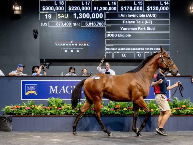 Lot 19 sold for $1.3m on day one of the Magic Millions sales. Picture: Luke Marsden