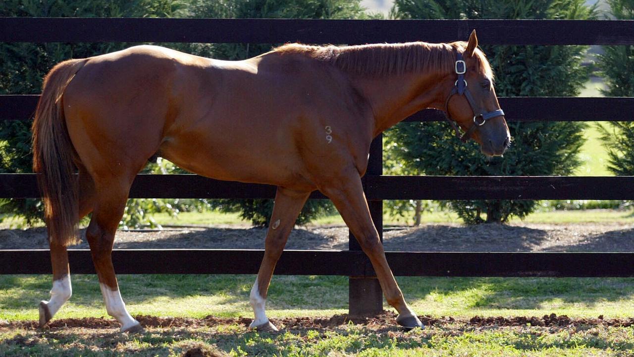 Former racehorse and stallion Choisir standing as a sire at Coolmore Stud in the Hunter Valley of NSW.