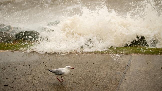 Jorge Nieto captured these photos of the King Tide hitting the Peninsula.