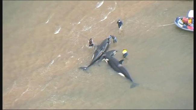 The rescue operation to save killer whales stranded near Fraser Island. Photo: Ten News