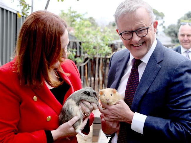 Prime Minister Anthony Albanese visits a childcare centre and holds Honey the guinea pig on Wednesday. Picture: NewsWire