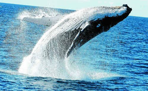 Be prepared to paddle out for whales | The Courier Mail